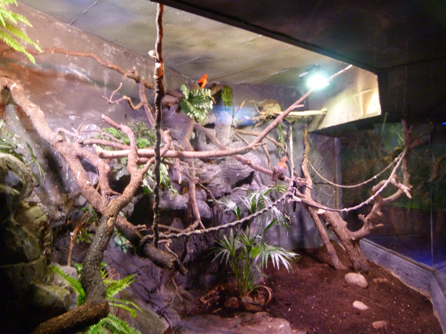 Andean cock-of-the-rock exhibit -Faunia (2025)