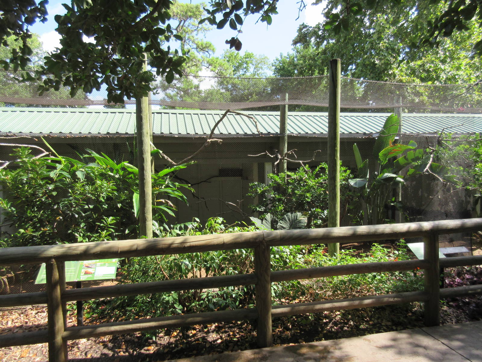 Andean Cock-of-the Rock Exhibit