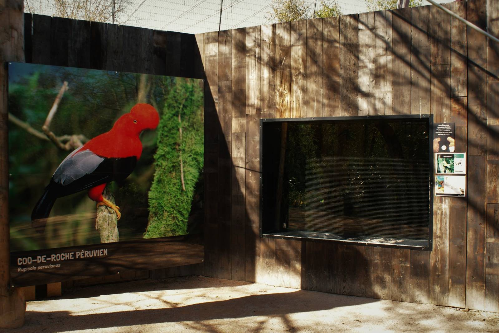 Andean cock-of-the-rock  exhibit