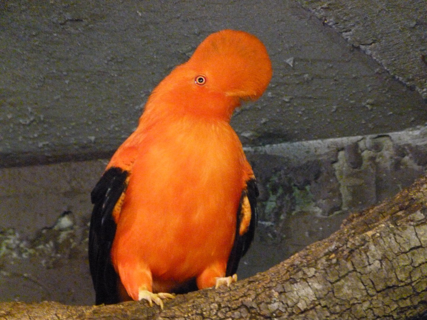 Andean cock-of-the-rock -Faunia (2025)