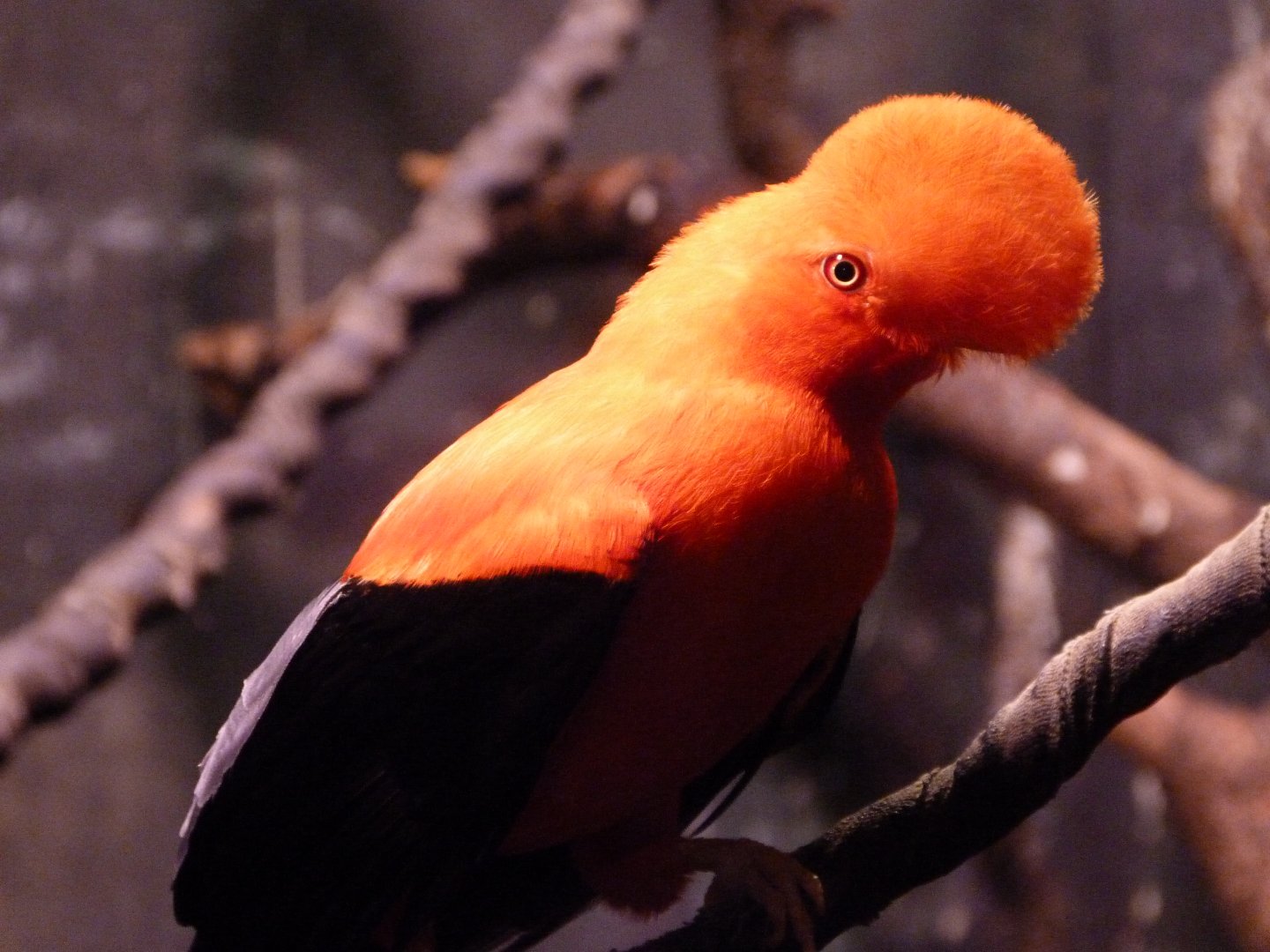 Andean cock-of-the-rock -Faunia (2025)