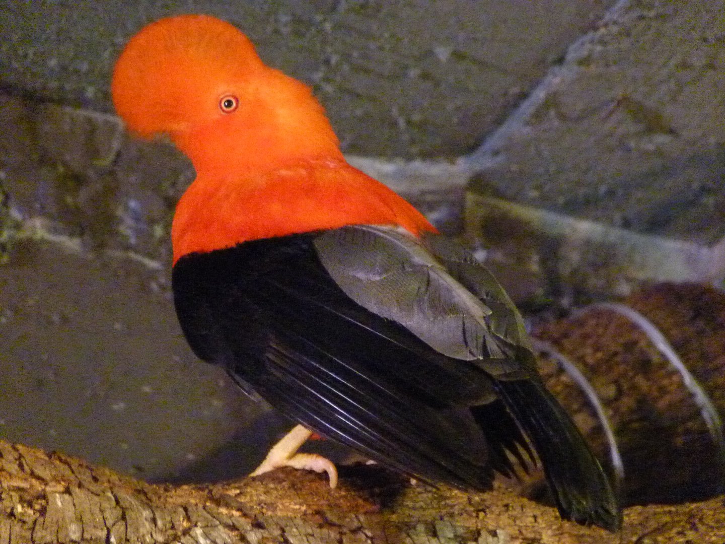 Andean cock-of-the-rock -Faunia (2025)