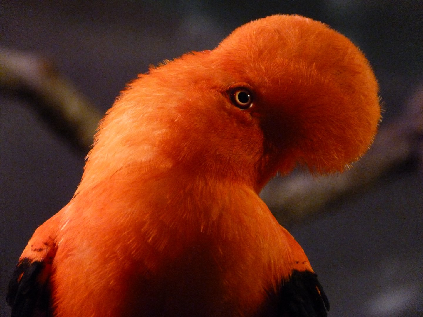 Andean cock-of-the-rock -Faunia (2025)