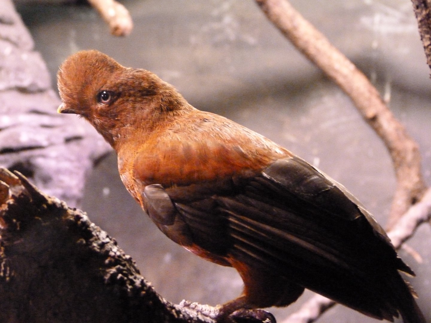 Andean cock-of-the-rock -Faunia (2025)