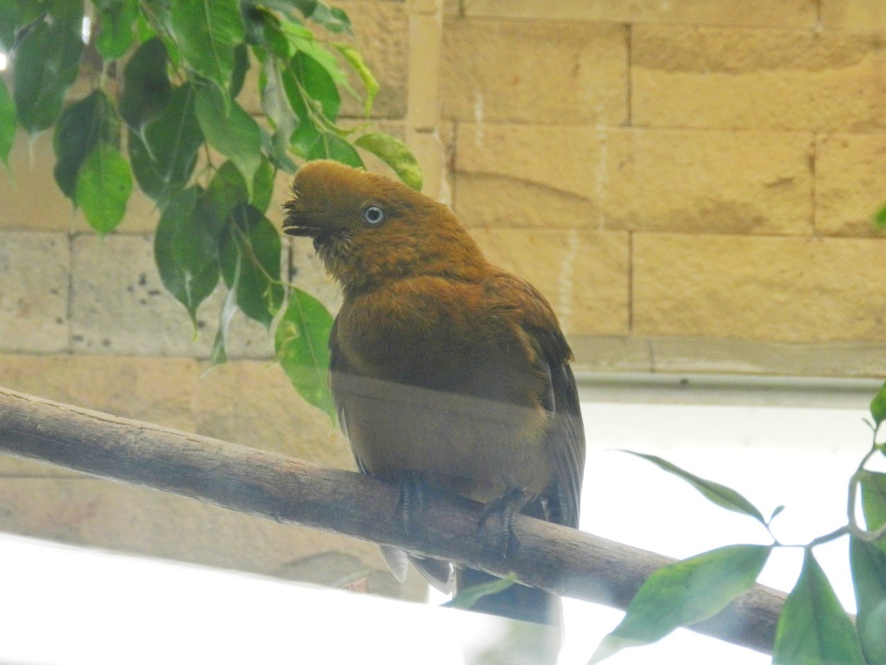 Andean cock-of-the-rock (female) - Parque de Las Leyendas