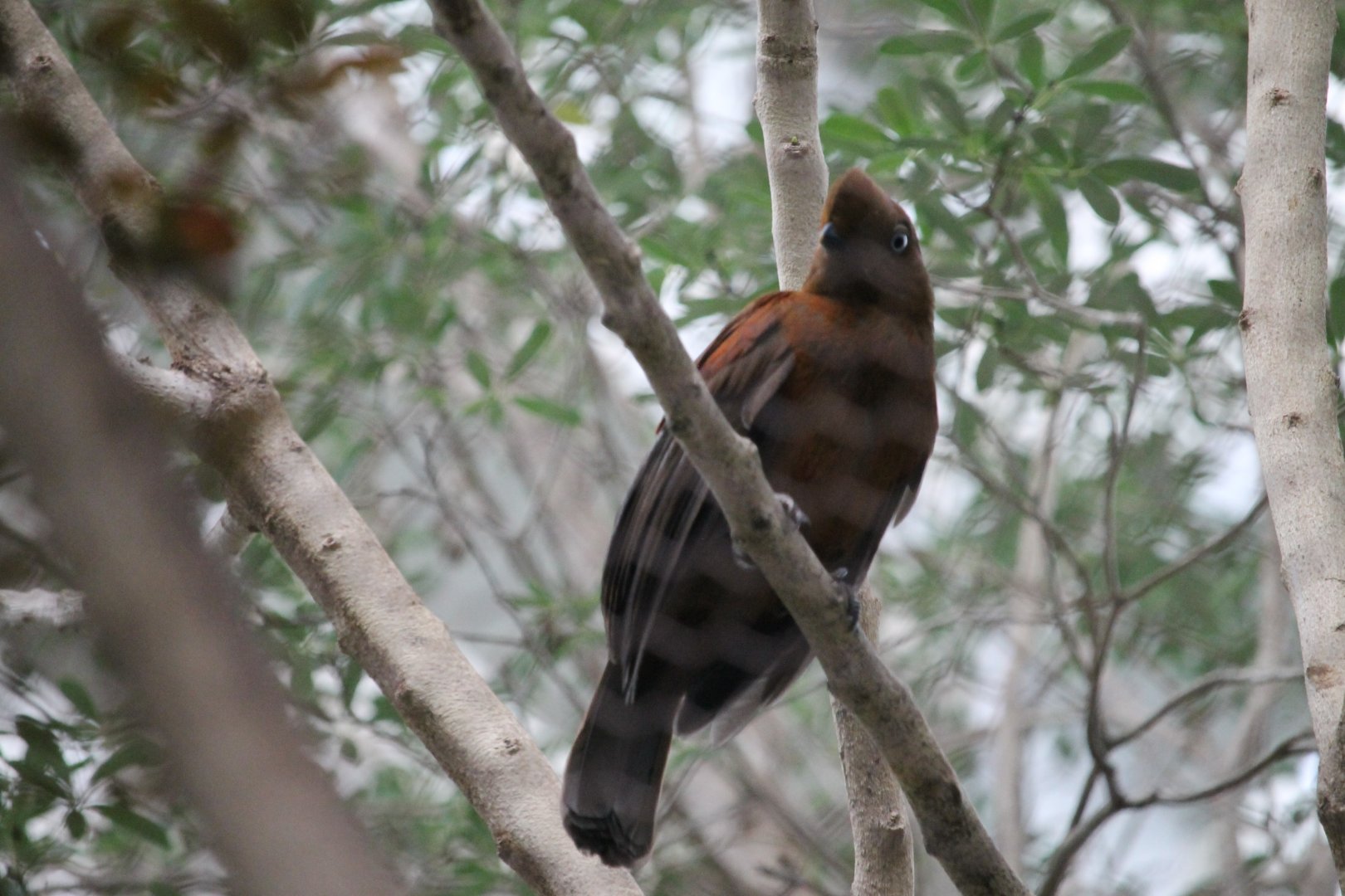 Andean Cock-of-the-rock female (Rupicola peruvianus)