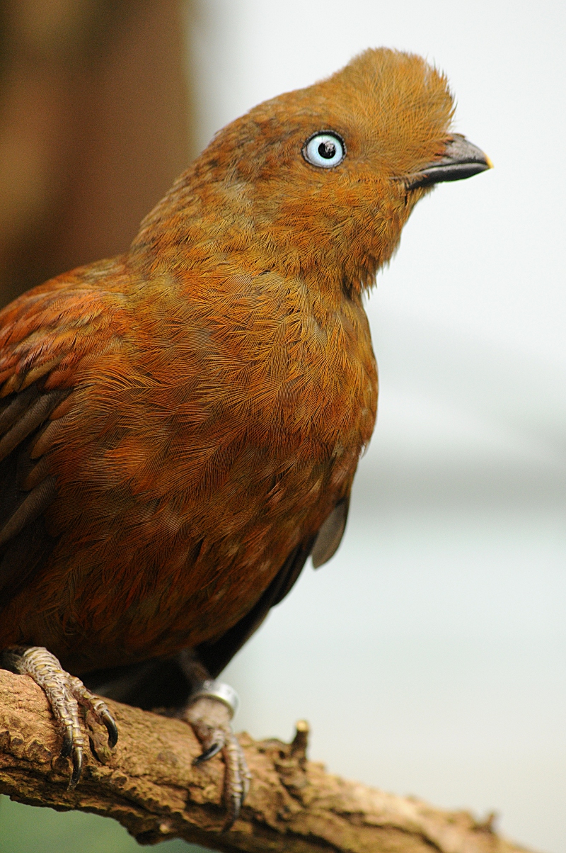 Andean cock-of-the-rock female
