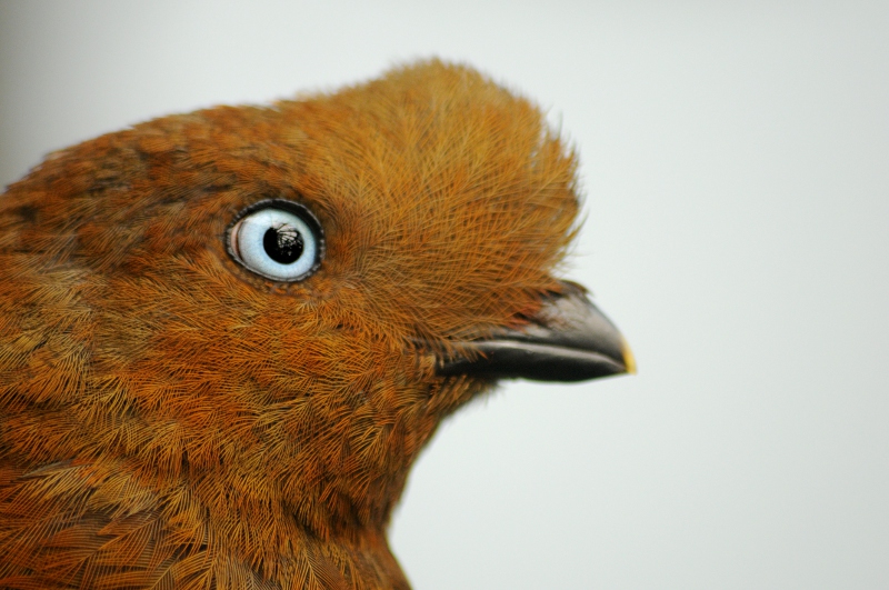 Andean cock-of-the-rock female