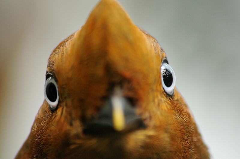 Andean cock-of-the-rock female