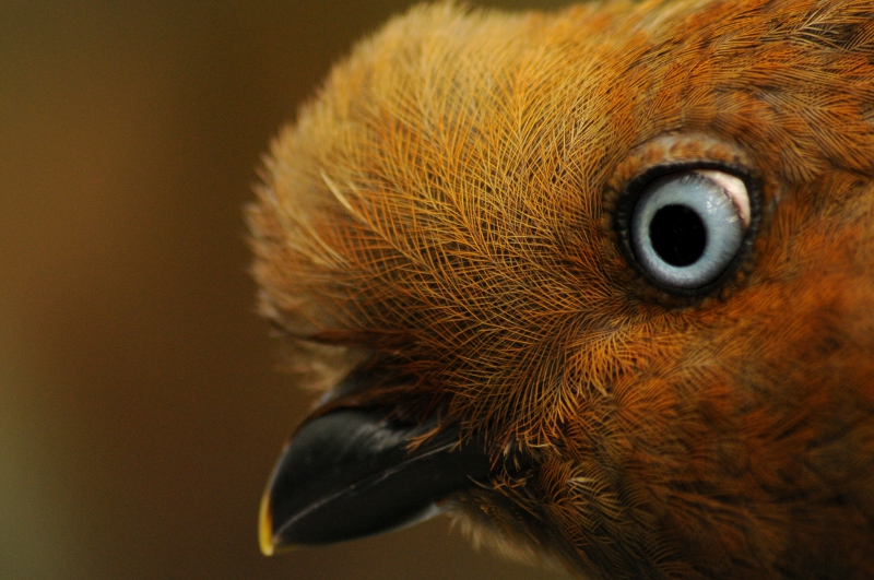 Andean cock-of-the-rock female