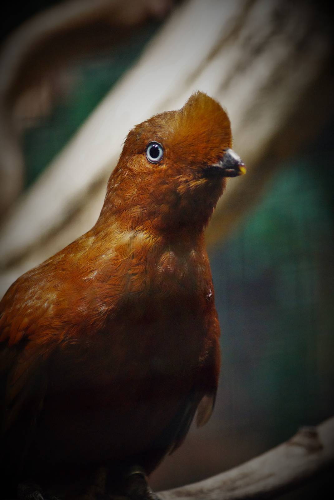 Andean cock-of-the-rock female