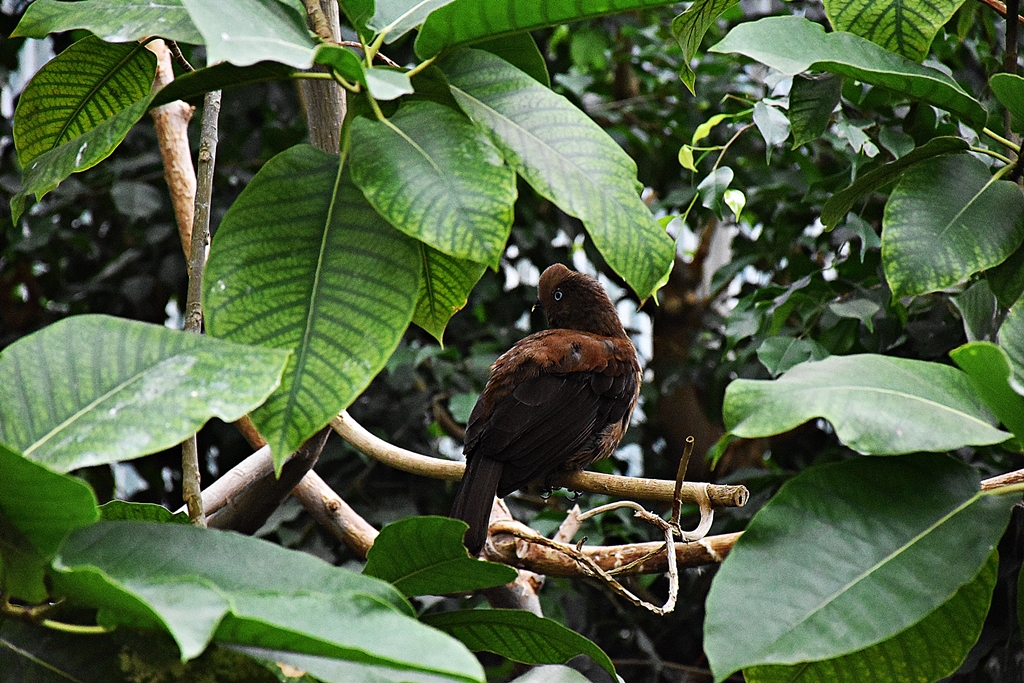Andean Cock-of-the-Rock (female)