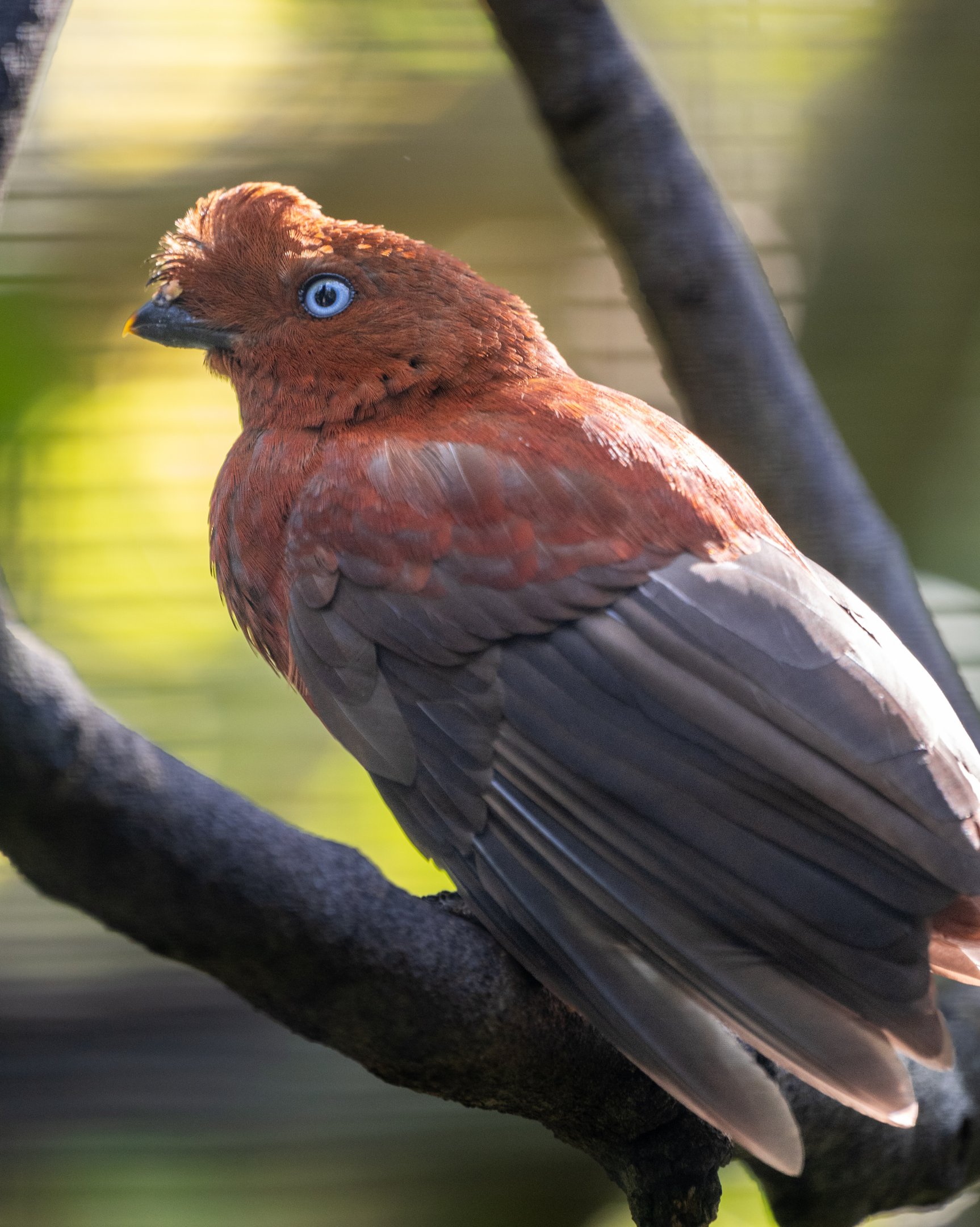 Andean Cock Of The Rock(female)