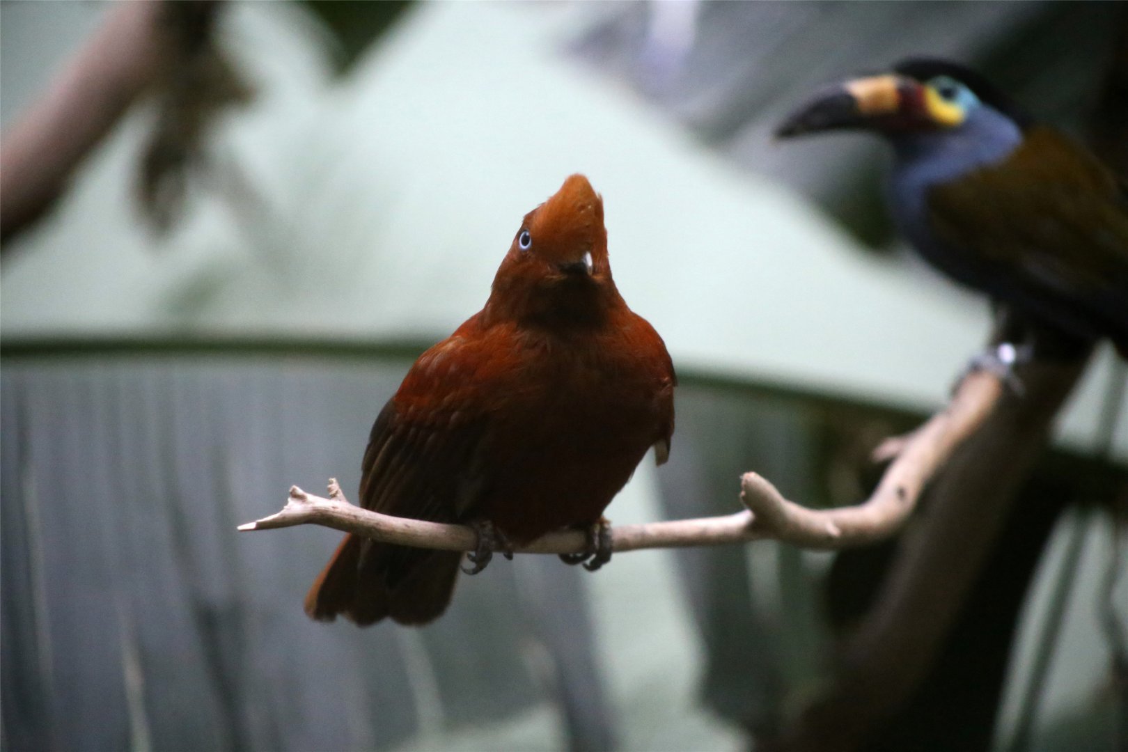 Andean Cock-of-the-rock Female