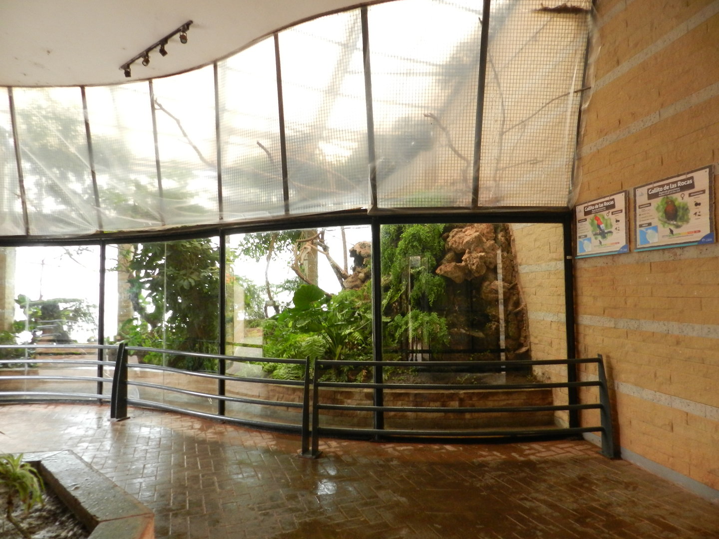 Andean cock-of-the-rock house - Parque de Las Leyendas