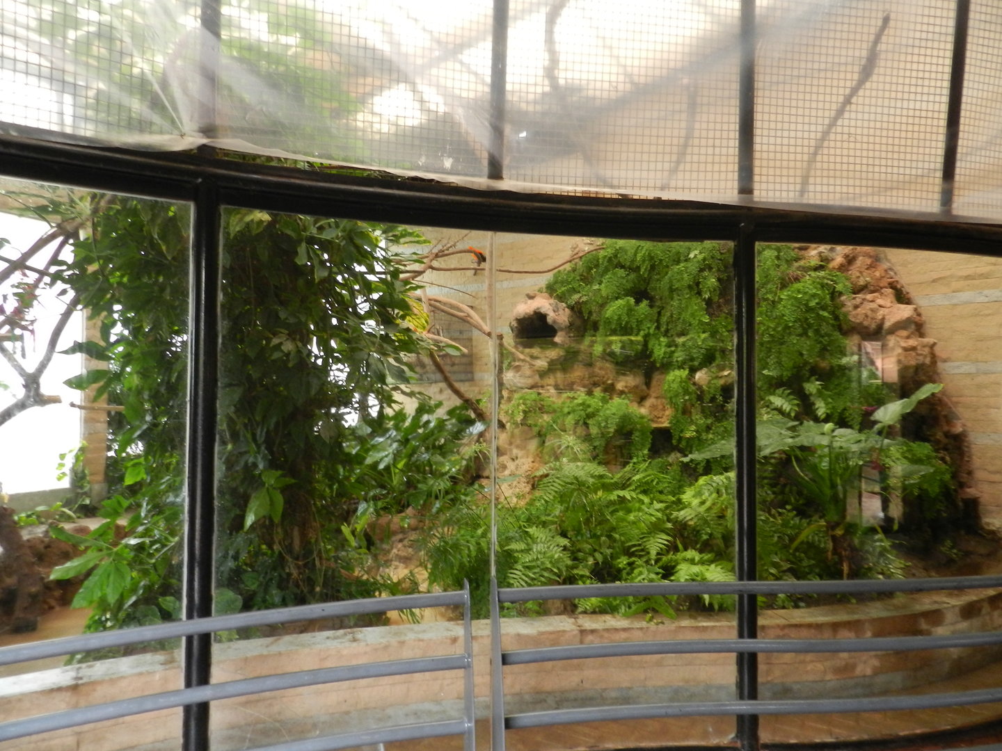 Andean cock-of-the-rock house - Parque de Las Leyendas