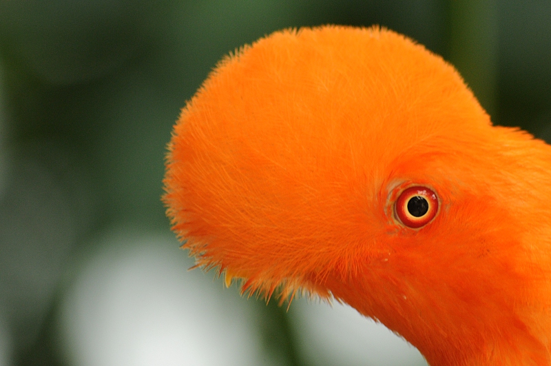 Andean cock-of-the-rock male