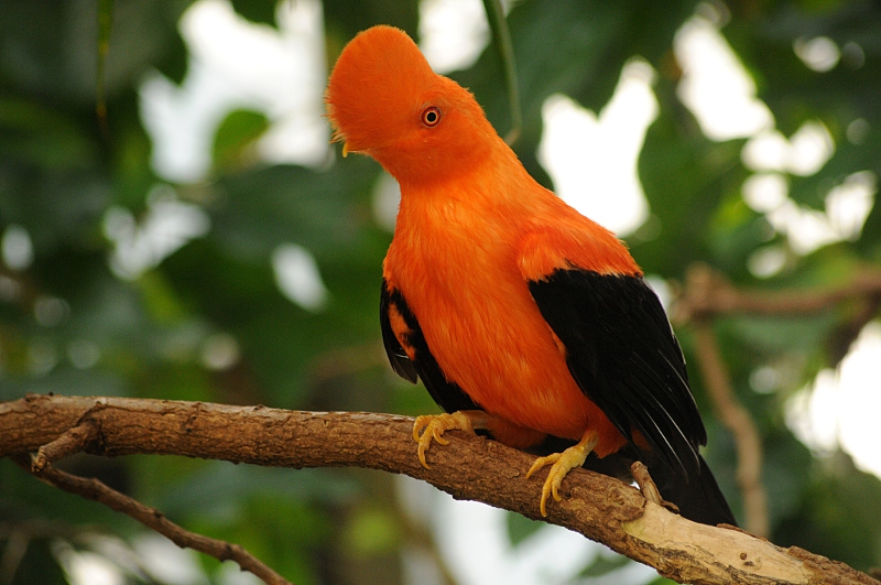 Andean Cock-of-the-rock male