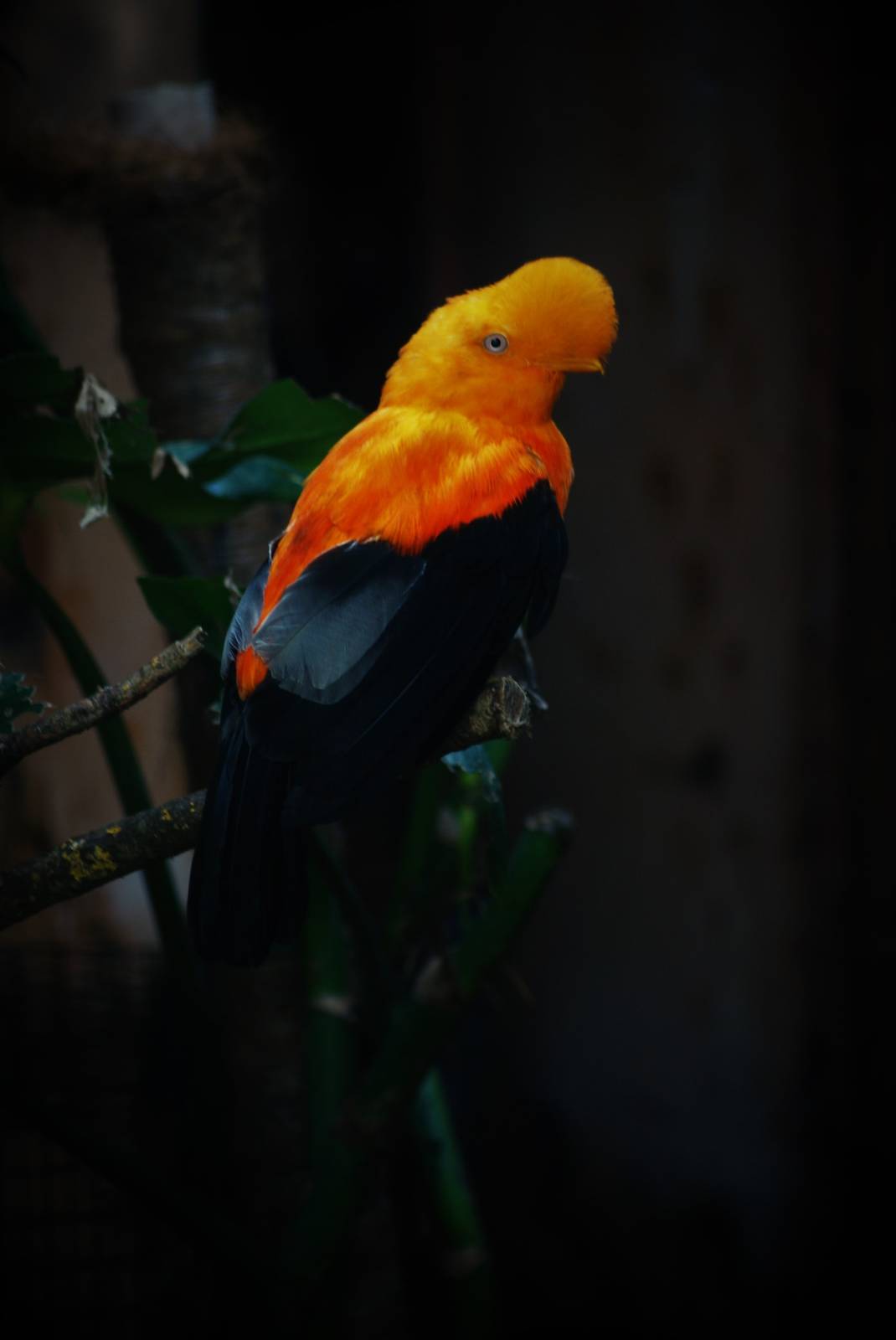 Andean cock-of-the-rock   male