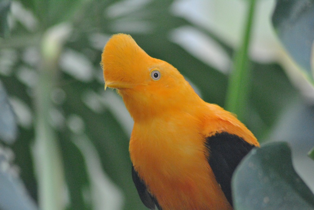 Andean cock of the rock (male)