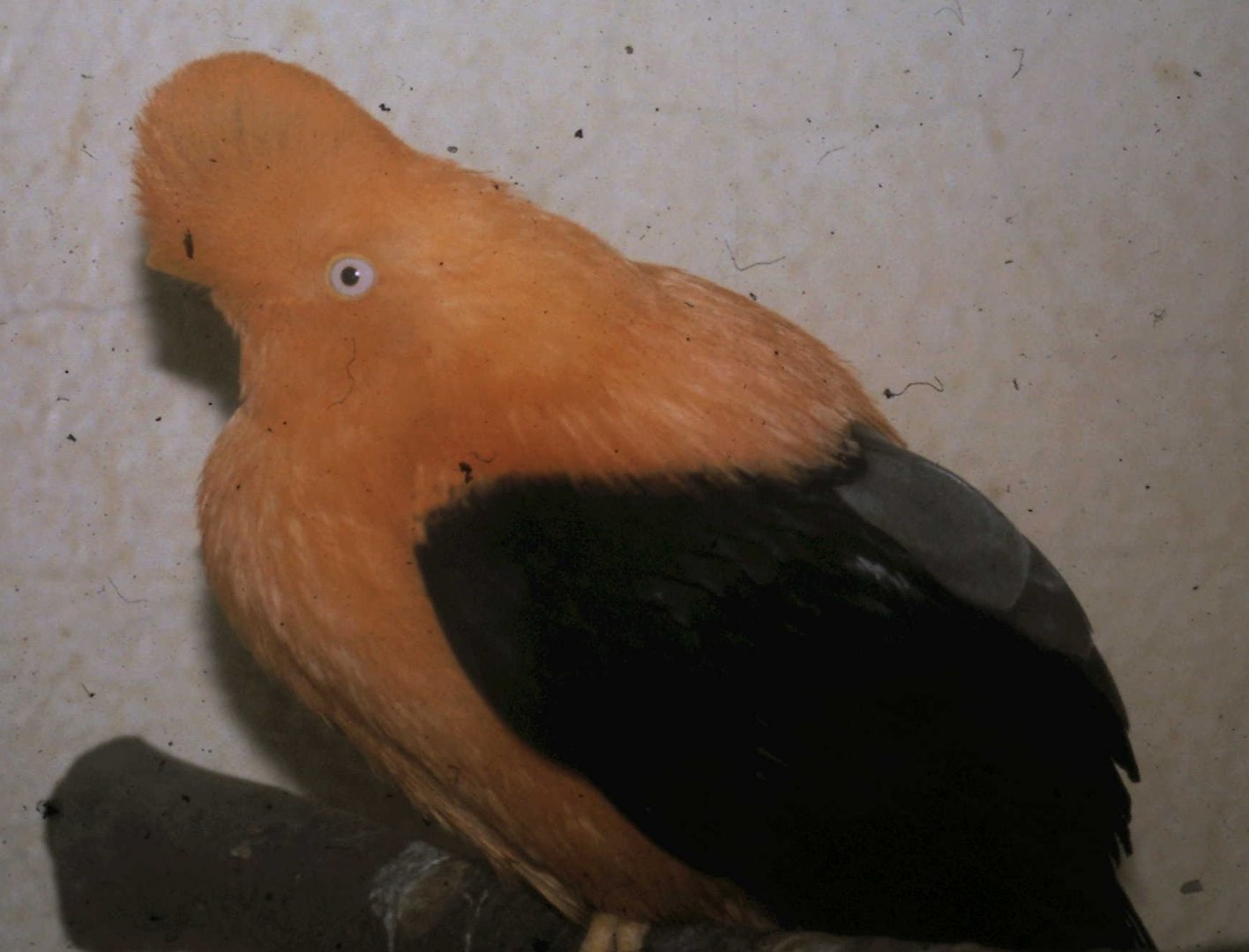 Andean cock of the rock - male