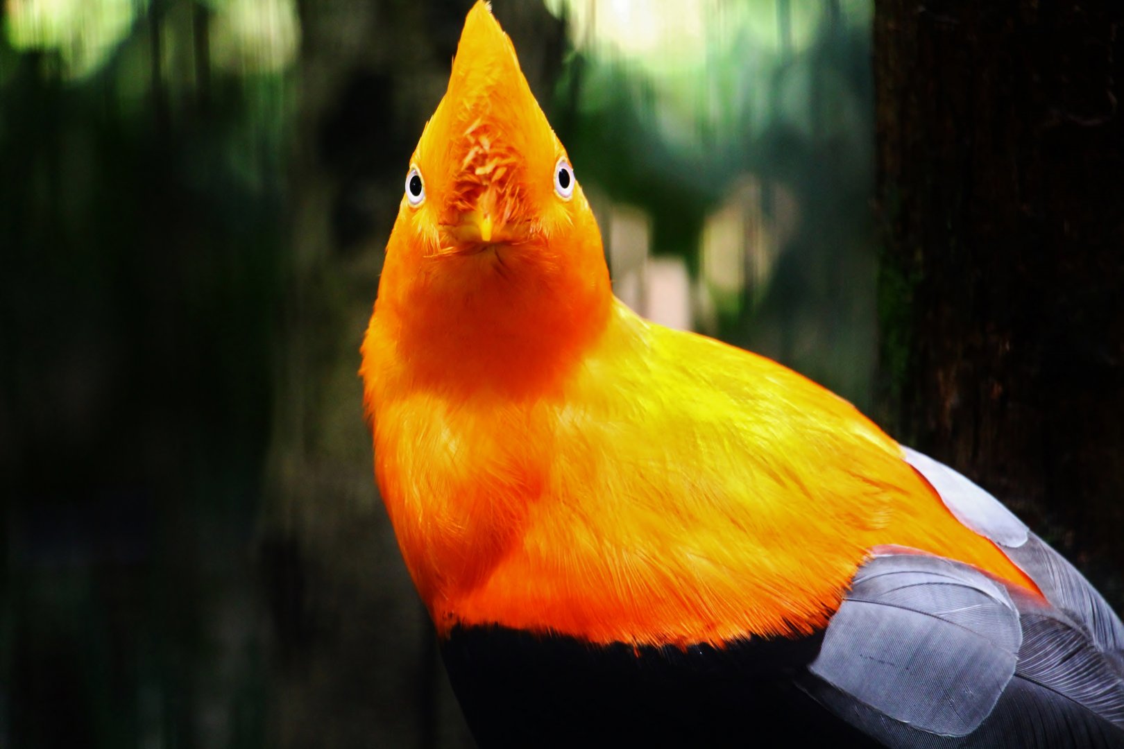 Andean Cock-of-the-Rock (old photo)