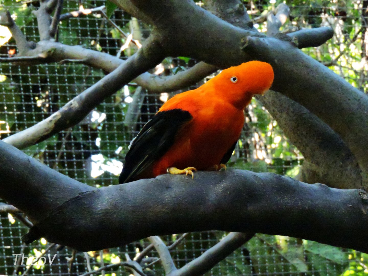 Andean cock-of-the-rock - Parker Aviary [2015]