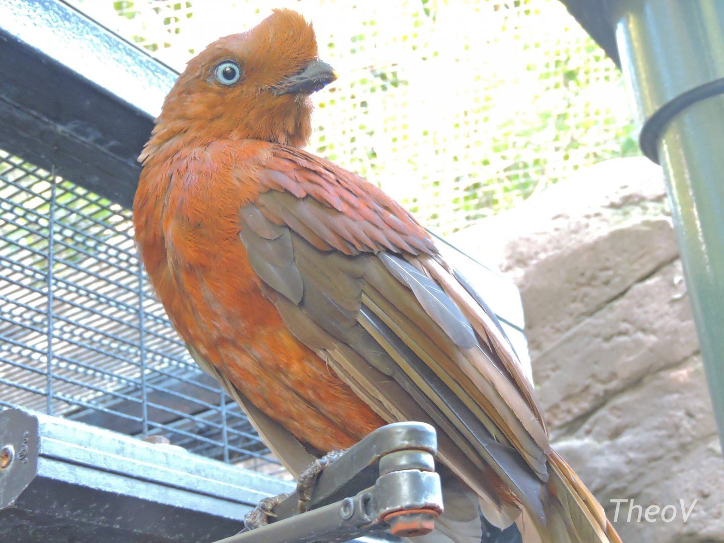Andean cock-of-the-rock - Parker Aviary [2015]