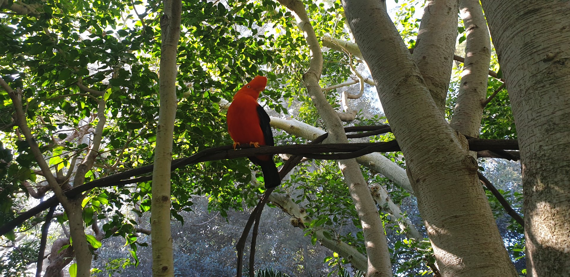 Andean Cock-of-the-rock, Parker Aviary, Lost Forest