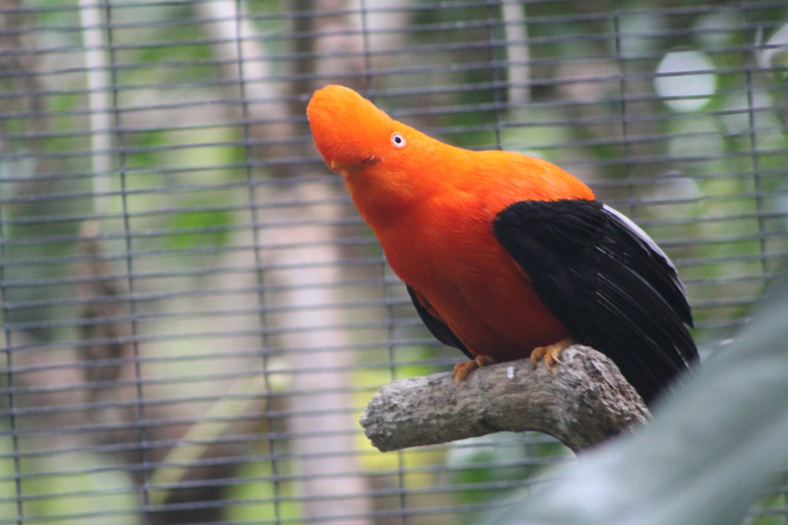 Andean Cock-of-the-rock - Parker Aviary