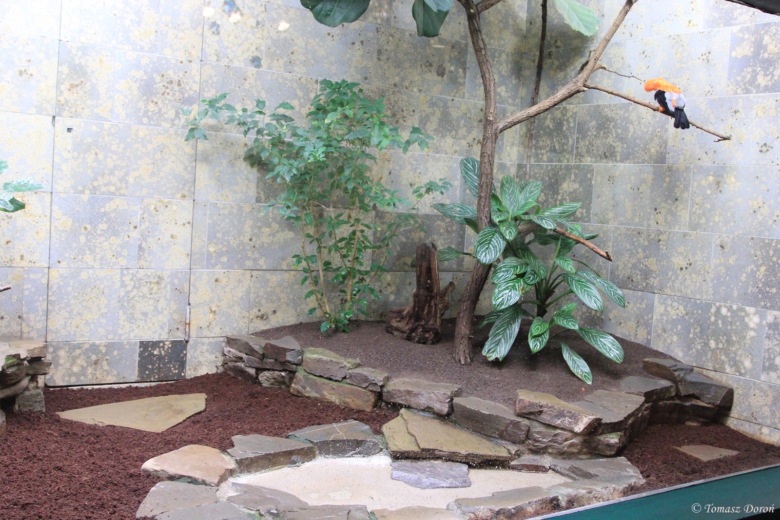 Andean Cock-of-the-Rock (R.p.sanguinolentus) aviary