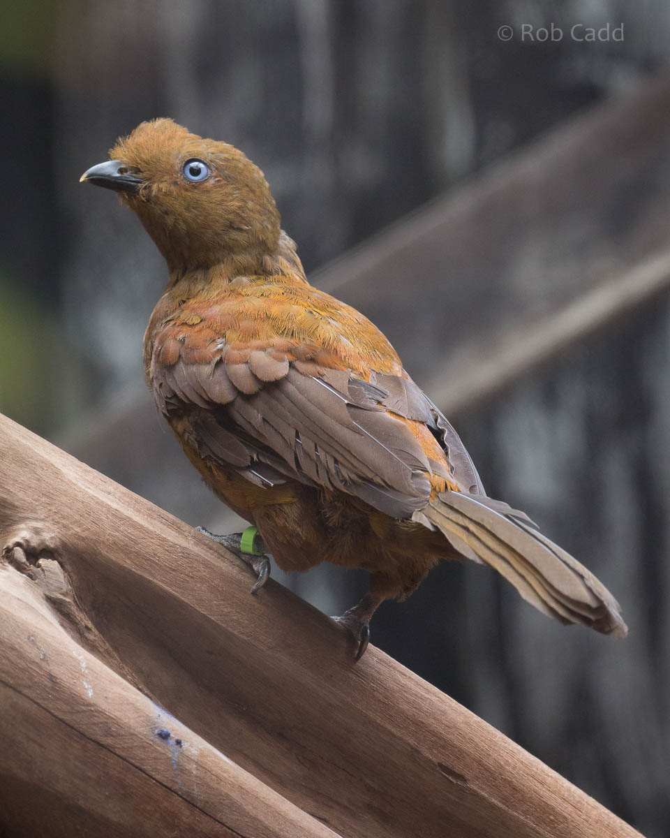 Andean cock-of-the-rock : RSCC : 28 Aug 2015