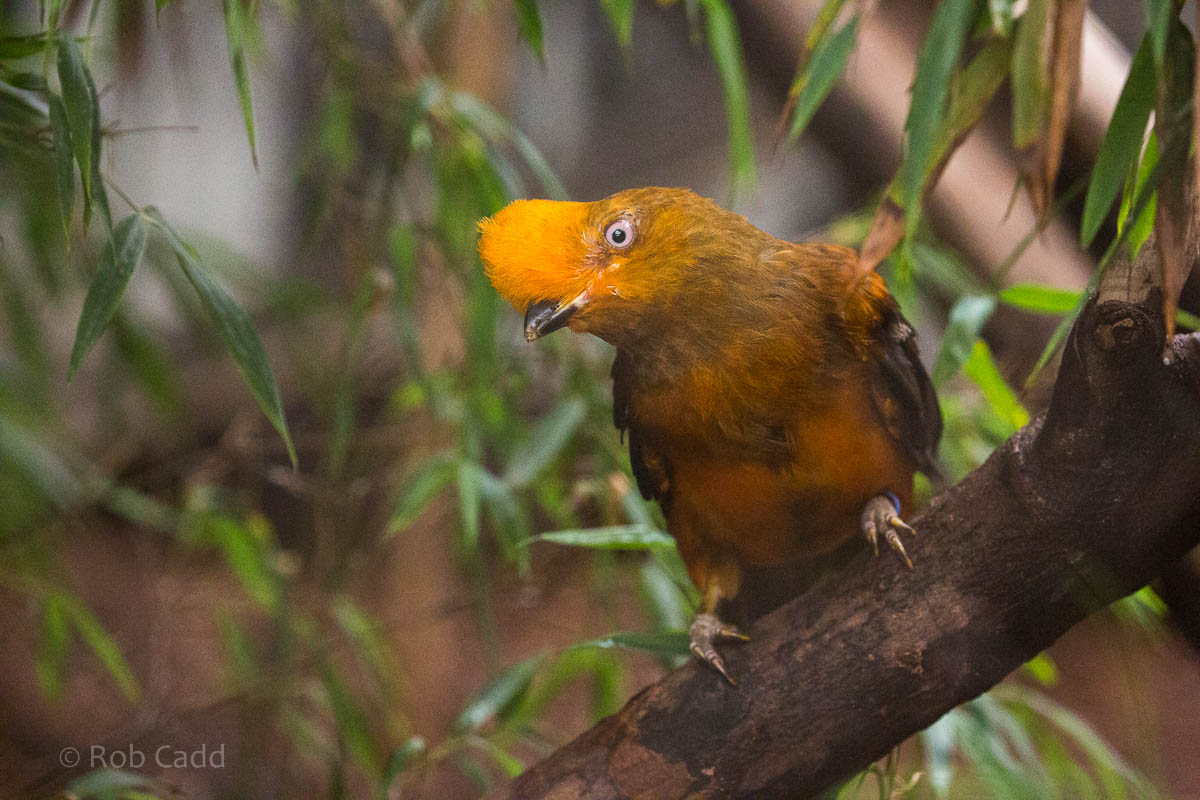 Andean cock-of-the-rock : RSCC : 28 Aug 2015