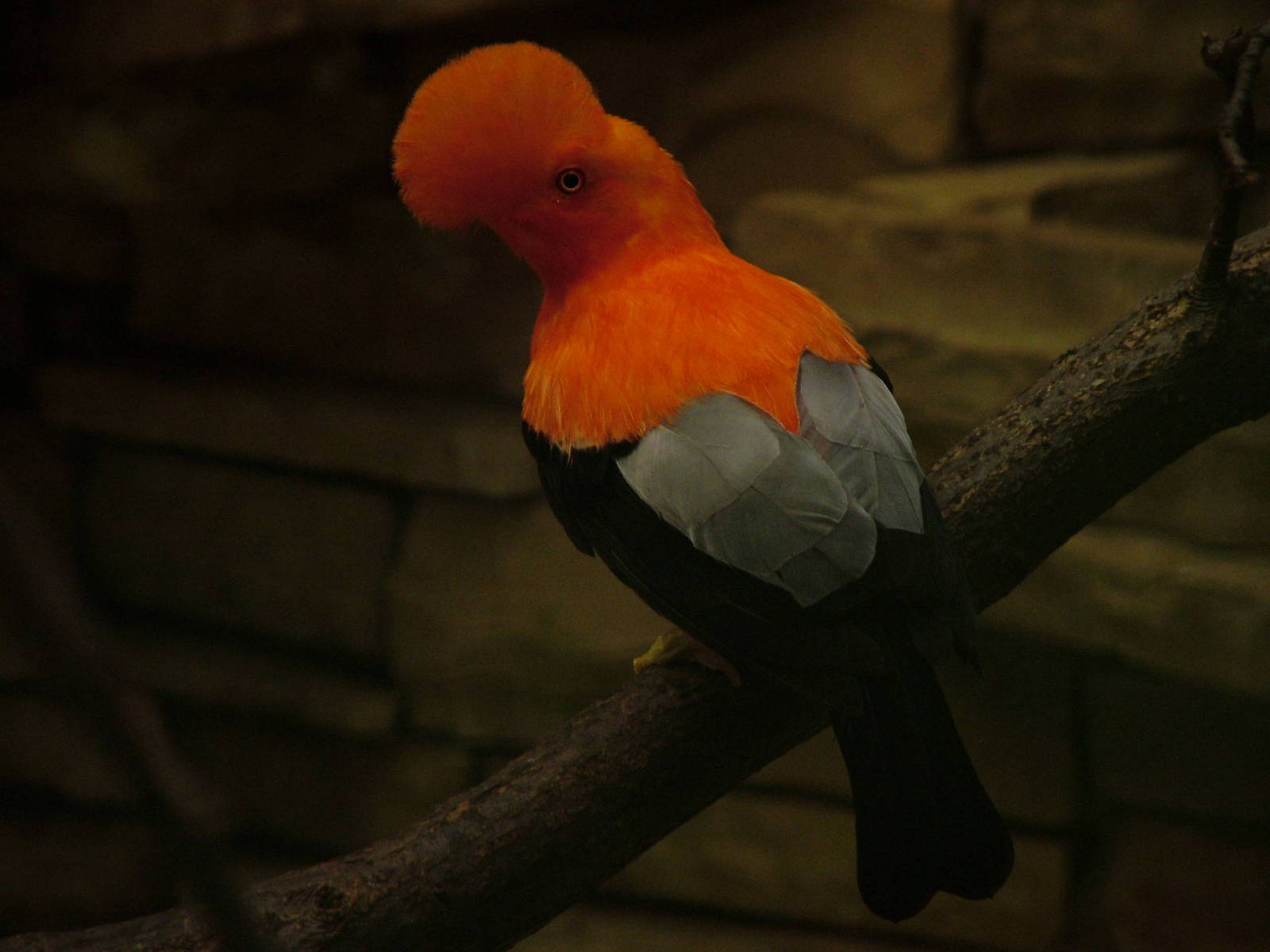 Andean Cock-of-the-Rock (Rupicola peruviana) at Walsrode