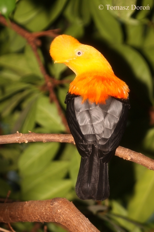 Andean Cock of the Rock (Rupicola peruviana peruviana) - male