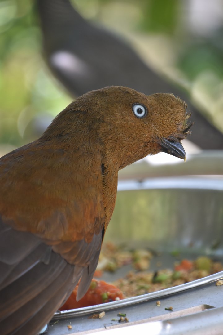 Andean cock of the rock, Rupicola peruviana