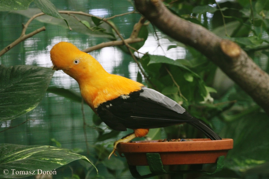 Andean Cock-of-the-rock (Rupicola peruvianus aequatorialis) - male