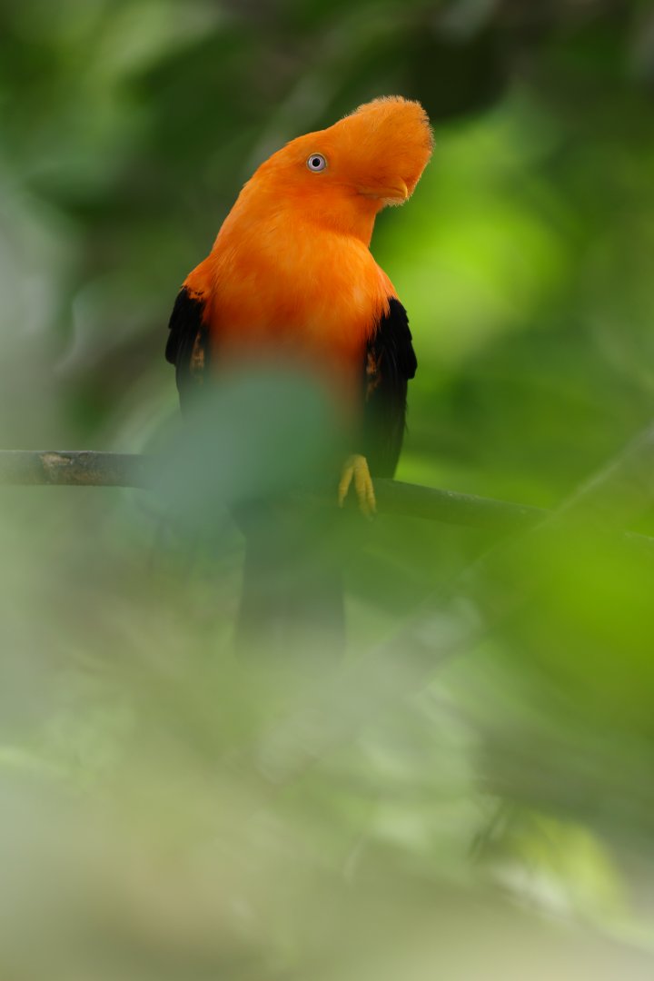 Andean Cock-of-the-rock (Rupicola peruvianus) - Amazonian Jewels