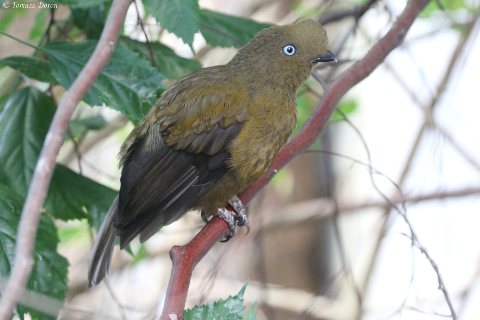 Andean Cock-of-the-Rock (Rupicola peruvianus) female