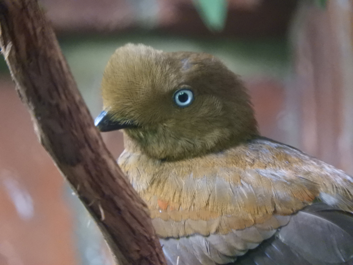 Andean Cock-of-the-Rock (Rupicola peruvianus) female
