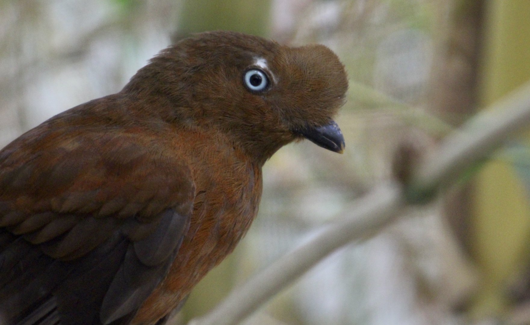 Andean Cock-of-the Rock (Rupicola peruvianus) female