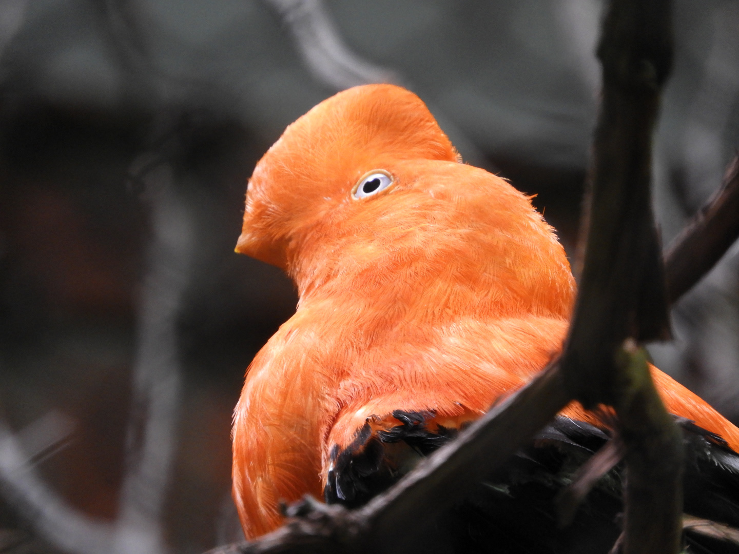 Andean Cock-of-the-Rock (Rupicola peruvianus) male