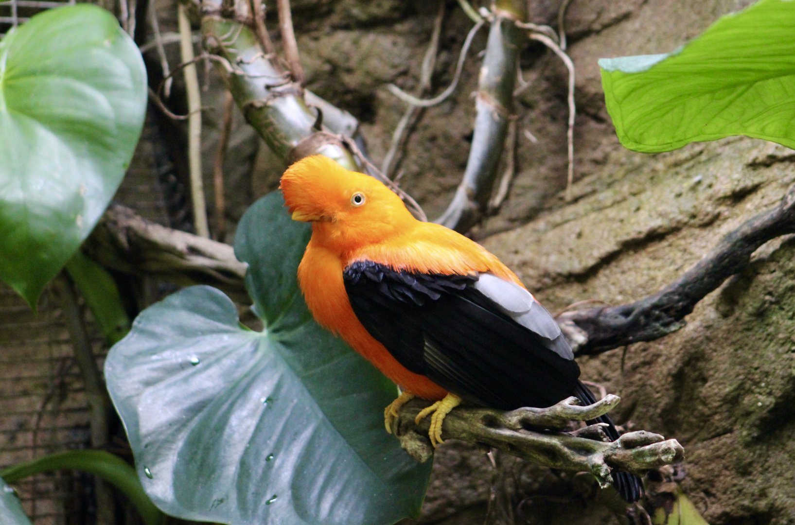 Andean Cock-of-the-Rock (Rupicola peruvianus) male