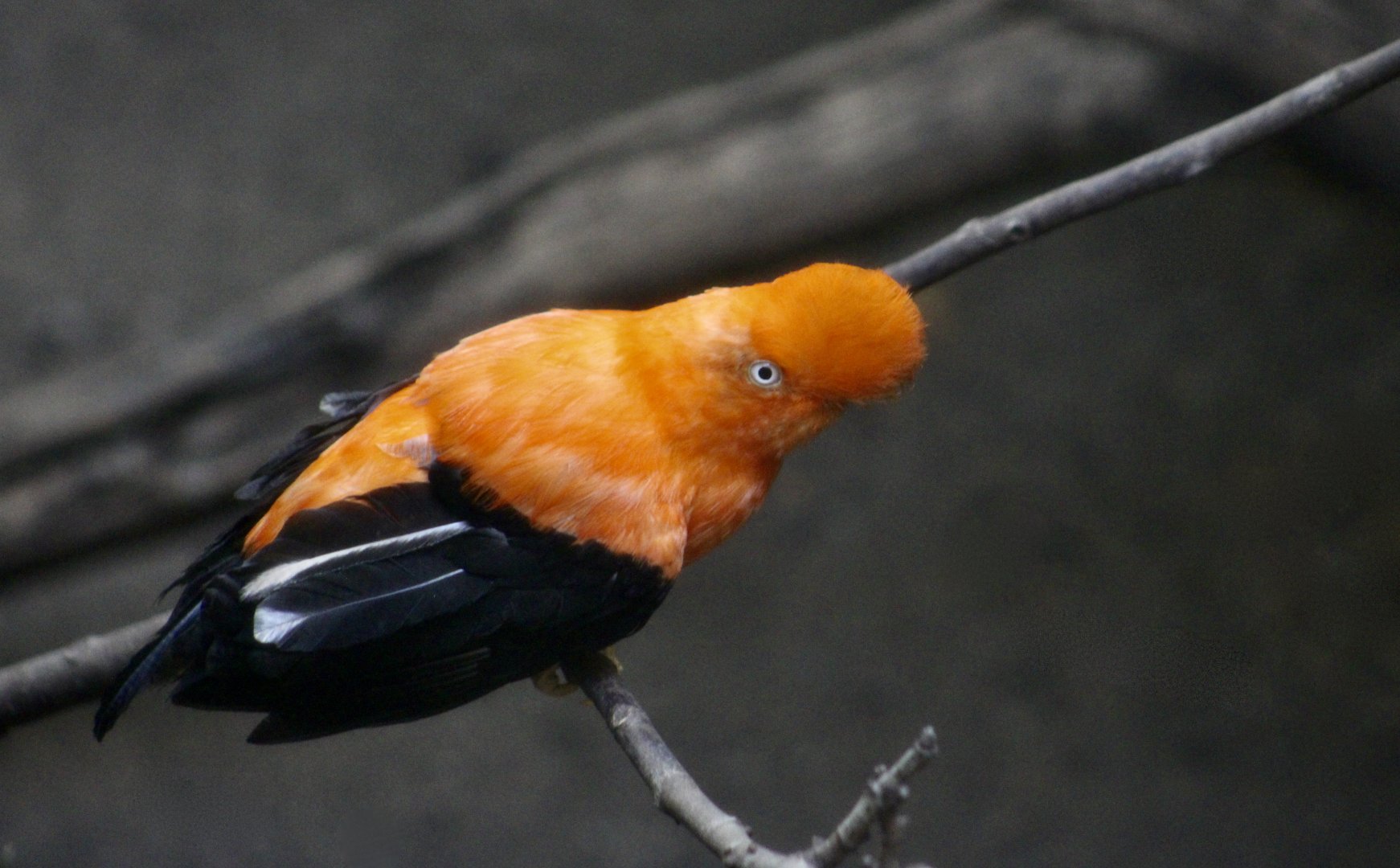 Andean Cock-of-the Rock (Rupicola peruvianus) male
