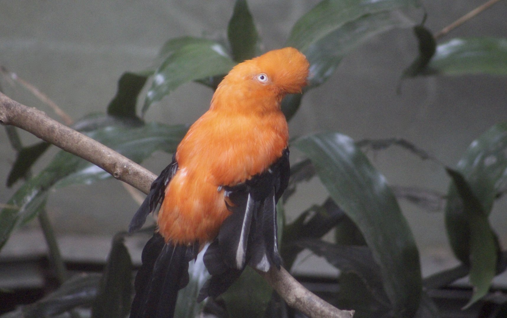 Andean Cock-of-the-Rock (Rupicola peruvianus) - male