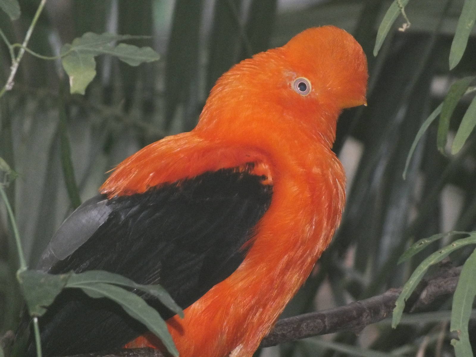 Andean Cock of the Rock (Rupicola peruvianus peruvianus) at Edinburgh Zoo -