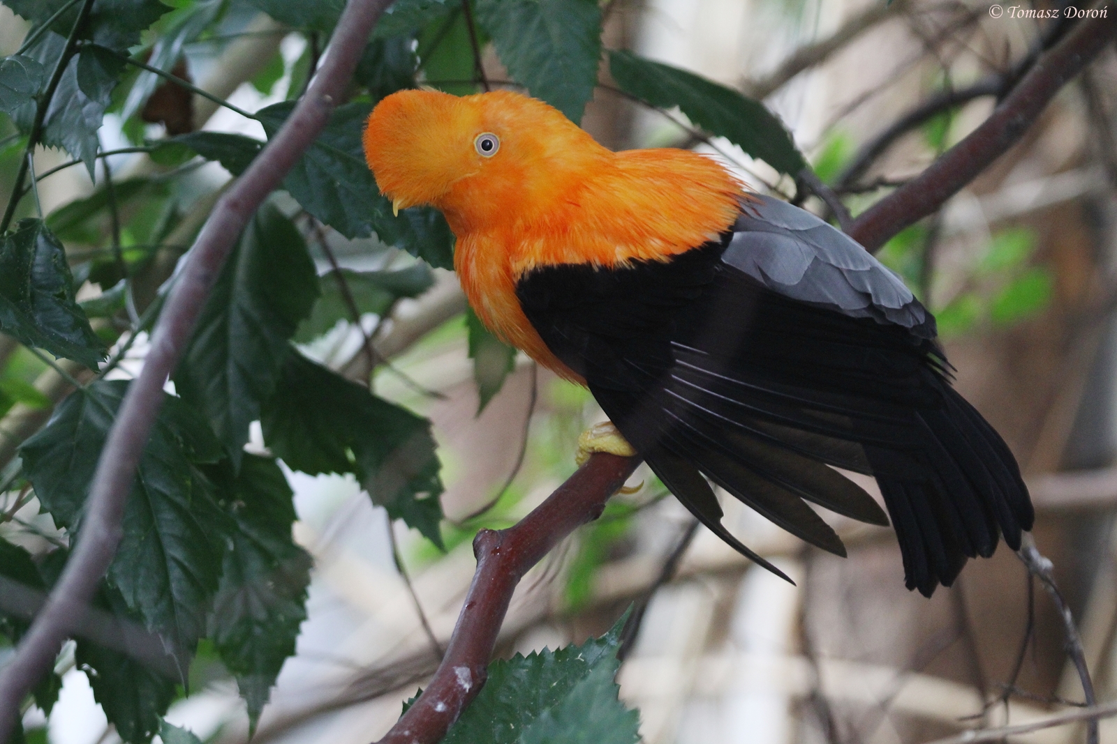 Andean Cock-of-the-Rock (Rupicola peruvianus peruvianus) male