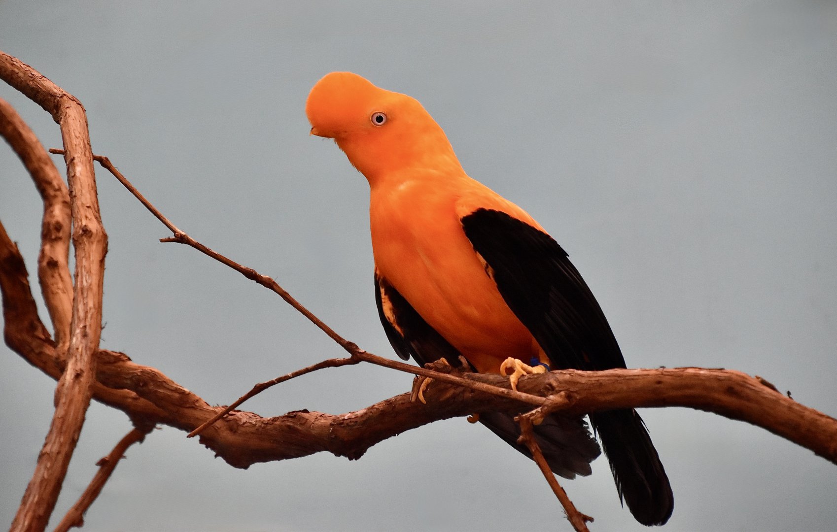Andean Cock-of-the-Rock (Rupicola peruvianus peruvianus) male