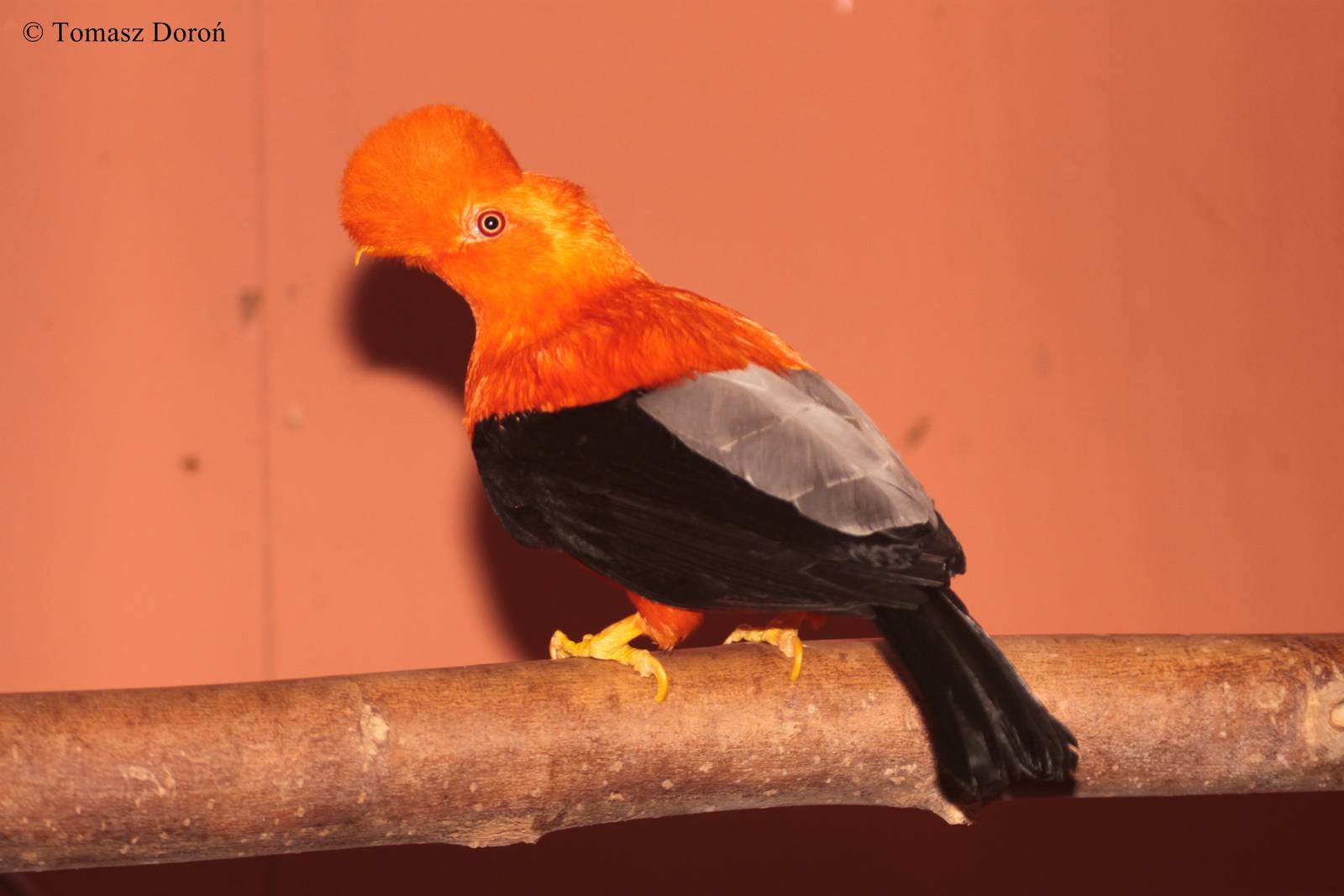Andean Cock of the Rock (Rupicola peruvianus sanguinolentus) - male.