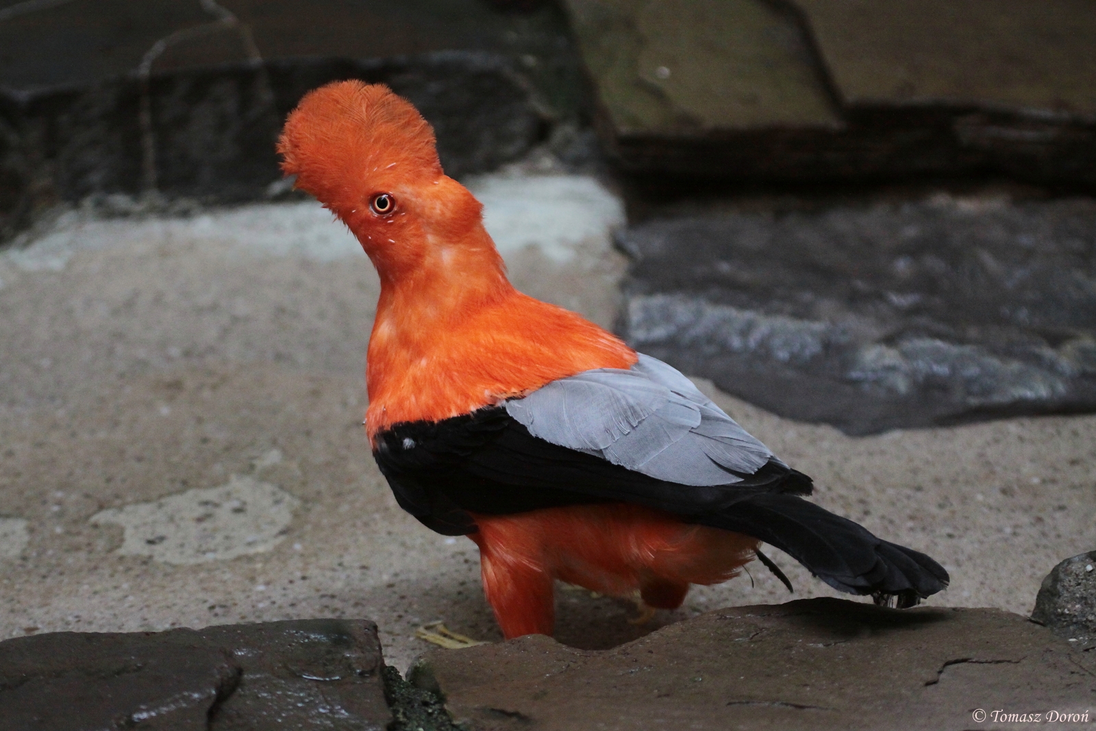 Andean Cock-of-the-Rock (Rupicola peruvianus sanguinolentus) male